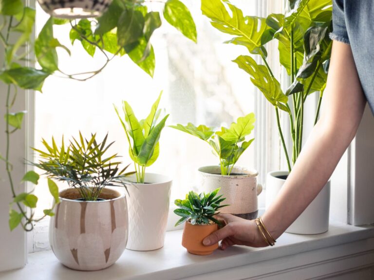 Grow Lights for Indoor Plants: Which is Best for a Home Setting?