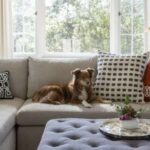Pet-Friendly Couches and Sectionals That Combine Utility with Style