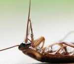 Termite And Pest Control: Get Rid Of These Unwanted Visitors