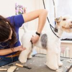 Mobile Pet Grooming for Cats: Keep Your Feline Clean