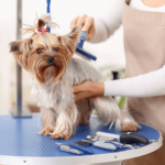 The Best Mobile Grooming Packages for Your Pets in Fort Lauderdale