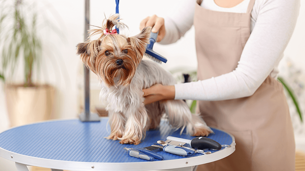 The Best Mobile Grooming Packages for Your Pets in Fort Lauderdale